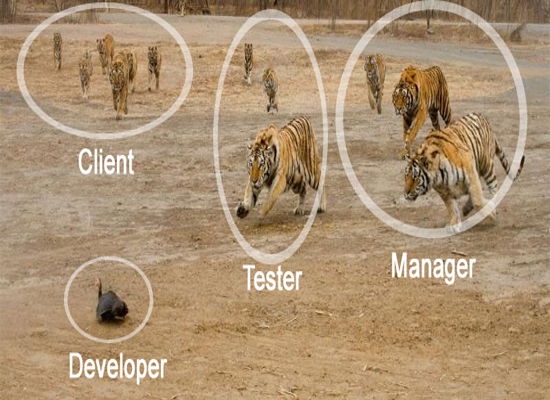 Life Of A Software Developer Funny Animal Pictures